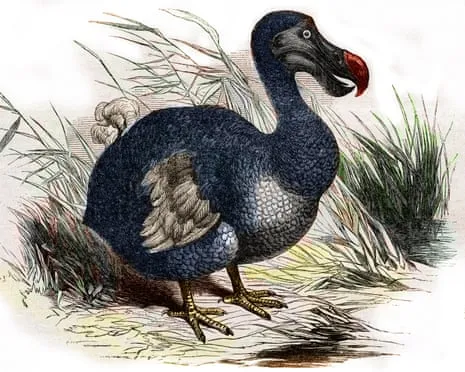 Scientists Assert They Have Achieved a ‘Pivotal Step’ in Reviving the Extinct Bird for the Very First Occasion in Three Centuries